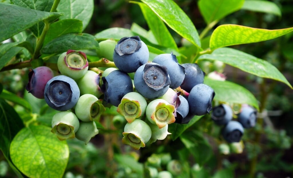 blueberry, fruit, nature-4787991.jpg